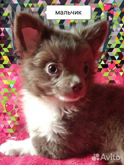 Щенки чихуахуа мальчики