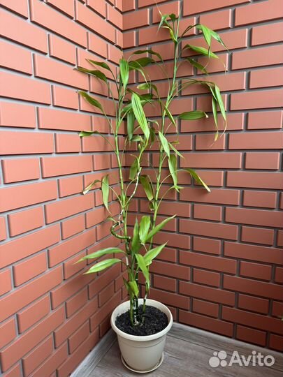 Драцена sandero