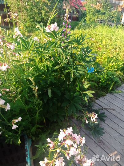 Многолетние дачные цветы