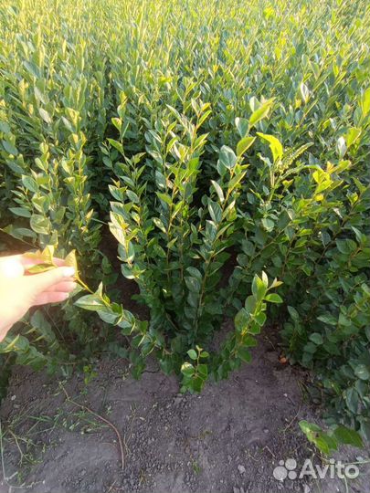 Кизильник блестящий