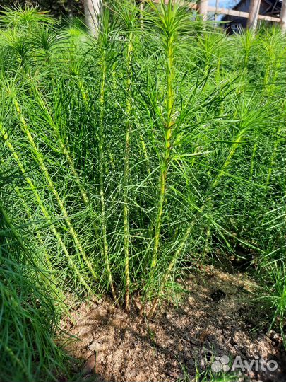 Сосна, сосна окс, саженцы сосны, сеянцы сосны