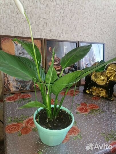 Спатифиллум