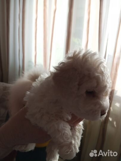 Щенок пуделя