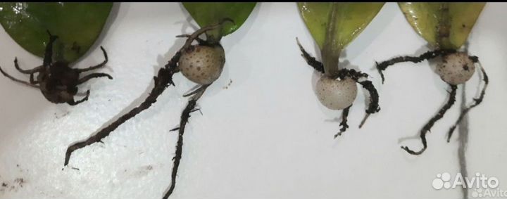 Замиокулькас