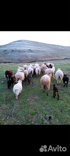 Овцы бараны ягнята оптом
