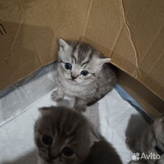 Шотландская вислоухая