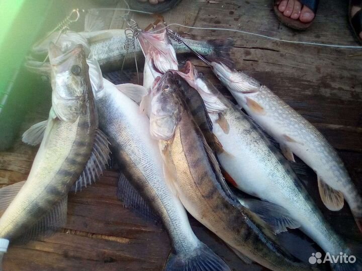 Рыбалка Астрахани. с.Сероглазка