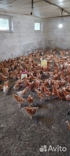 Куры несушки подрощенные
