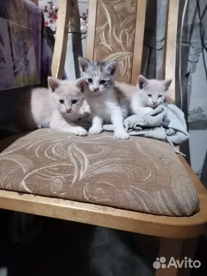 Котята отдам в добрые руки бесплатно