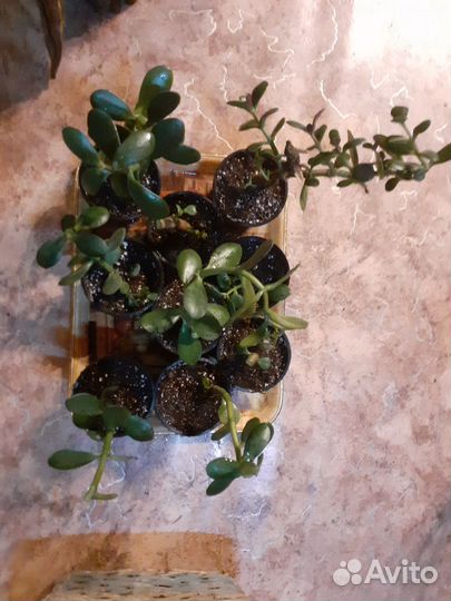 Денежное дерево толстянка крассула