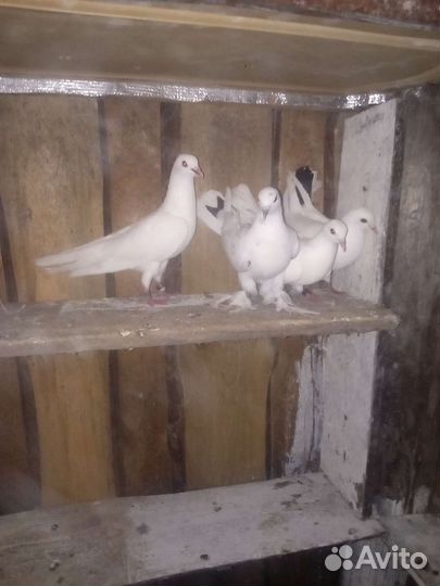 Бойные голуби