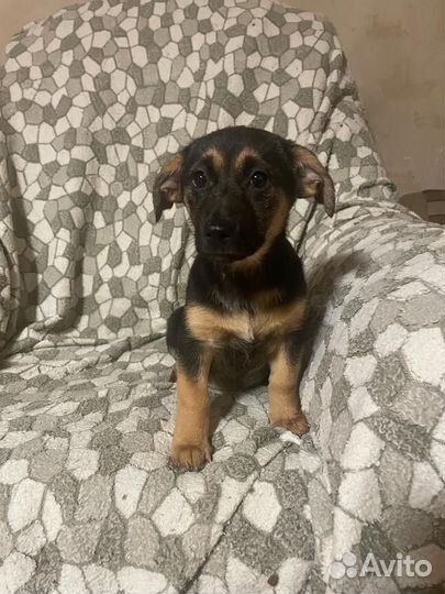 Щенок от мелкой коротколапой собакина испытательно