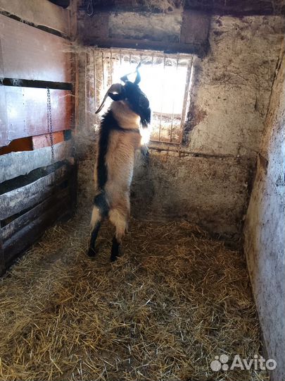 Продам козла на племя