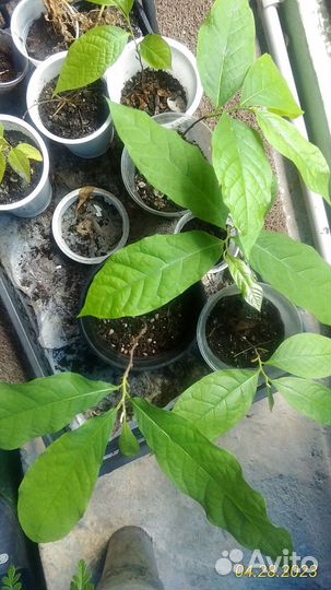 Азимина семена