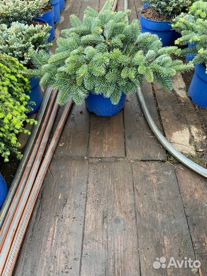 Пихта Таня корейская