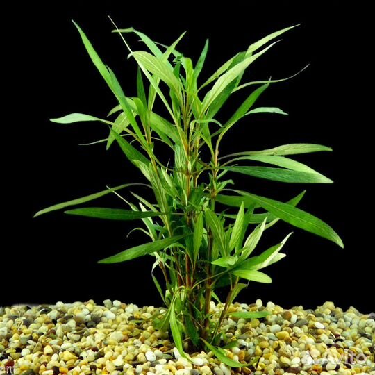 Аквариумные растения