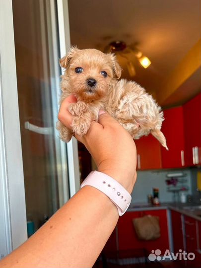 Мальтипу f1 мини мальчик, москва