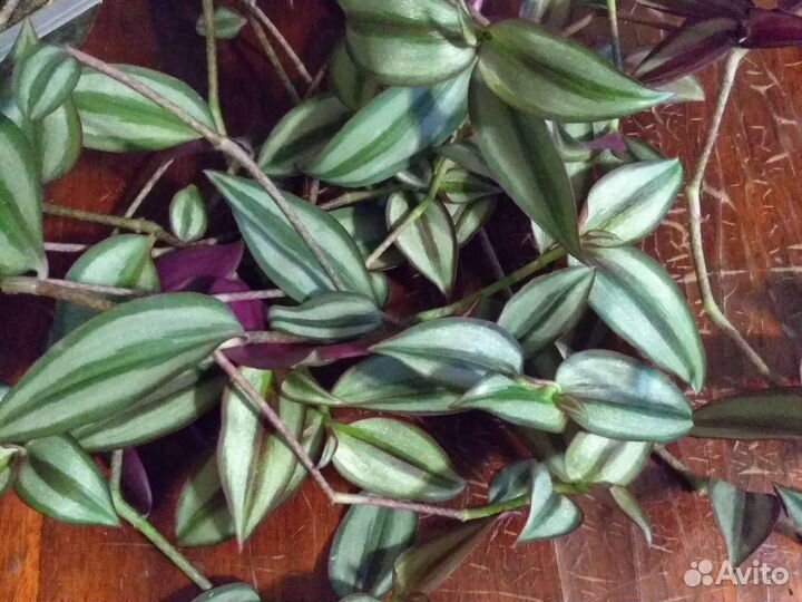 Традесканция, хлорофитум, колумнея, каланхоэ