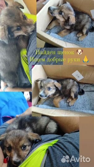 Щенок мальчик в добрые руки