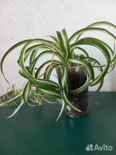 Хлорофитум кудрявый