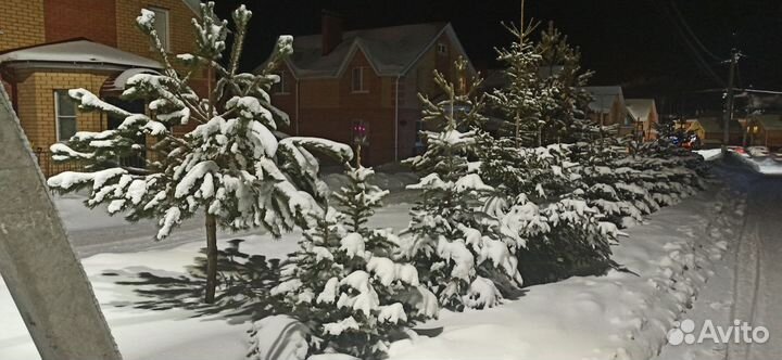 Голубая ель