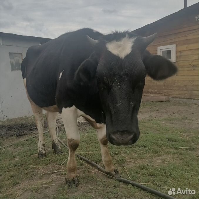 Продам телку на корову