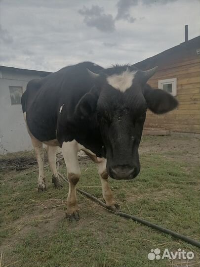 Продам телку на корову
