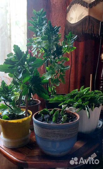 Дримиопсис, каланхоэ цветущий