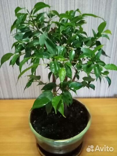 Фикус бенджамина Наташа