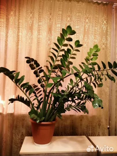 Замиокулькас 1-1, 2 м