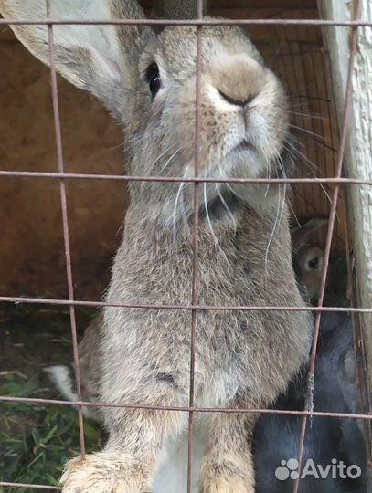Серый великан