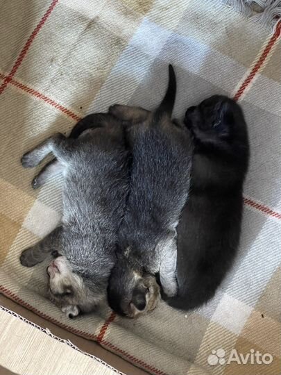 Котята чаузи