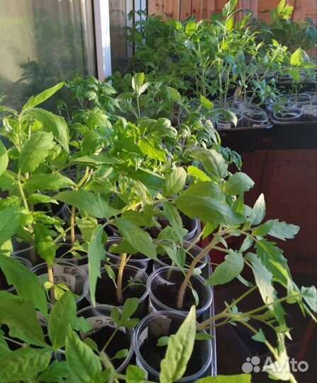 Продаю рассаду томатов и перцев