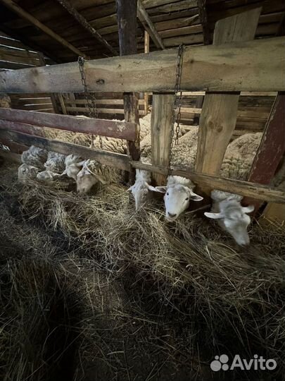 Бараны тексель чистокровные
