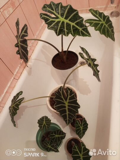 Алоказия полли