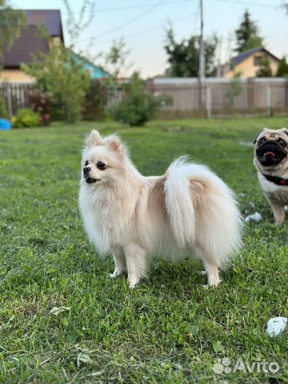 Передержка животных зоогостиница