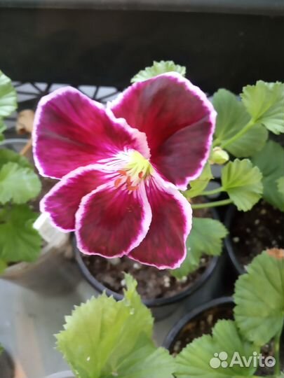 Пеларгонии сортовые