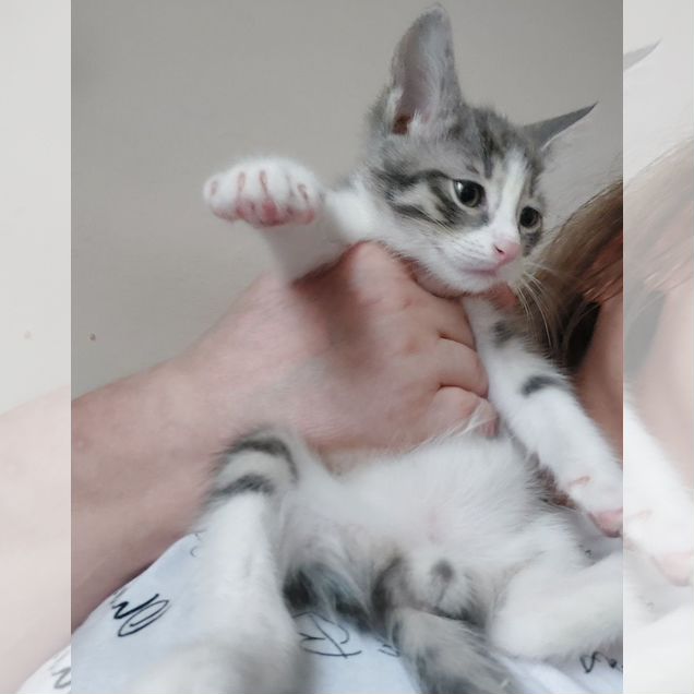 Котёнок в добрые руки