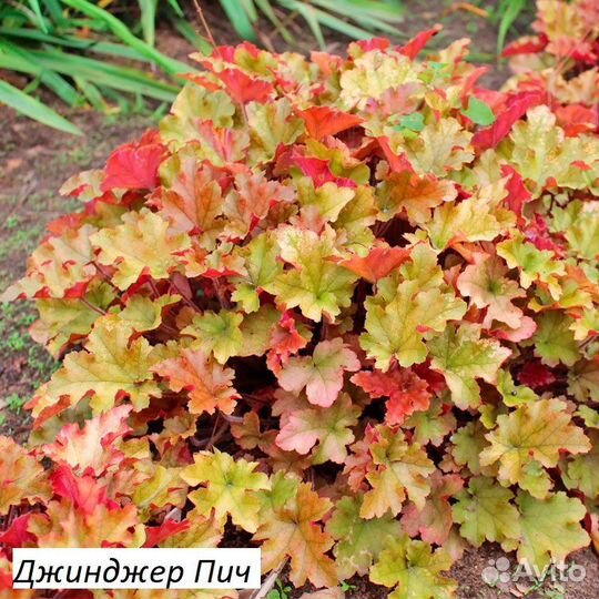 Гейхеры в горшке р9