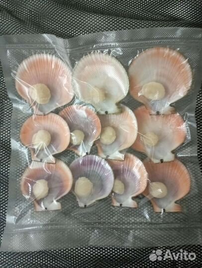 Морской гребешок в вакууме на полустворке