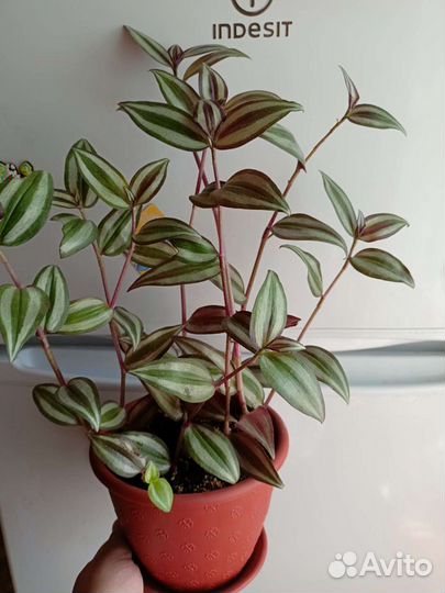 Традесканция