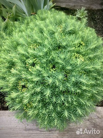 Молочай кипарисовый