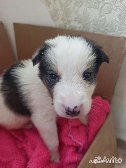 Собака в добрые руки щенок мальчик