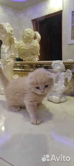 Шотландские котята