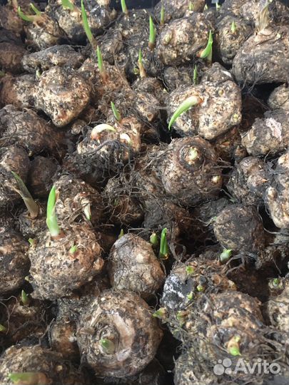 Каллы клубни