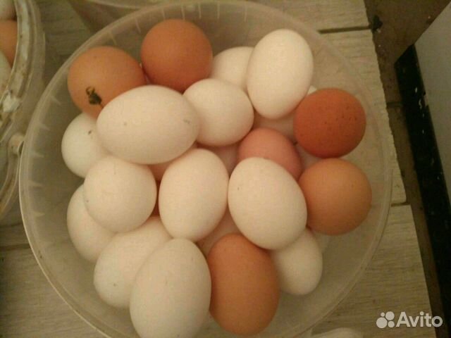 Производитель любимое яйцо ярославль. Авито яйцо ярославль. Авито яйцо ярославль. Авито яйцо ярославль. Куры доминанты зеленое, шоколадное и голубое яйцо.