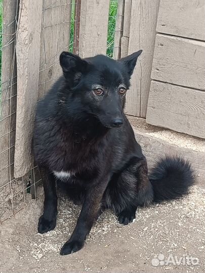 Щенульки ищут хозяев