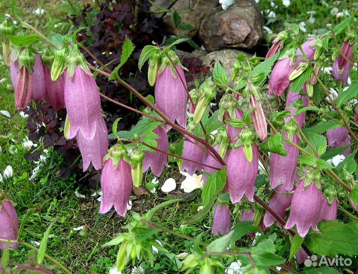 Многолетники для сада