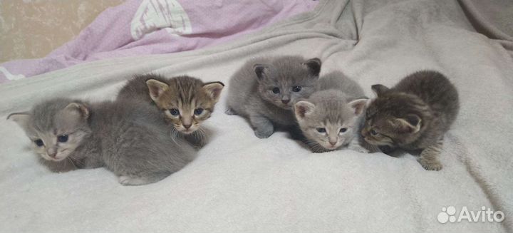 Котята в добрые руки