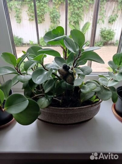 Пеперомия туполистная с хлорофитумом